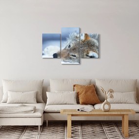 Obraz - Vlk (90x60 cm)