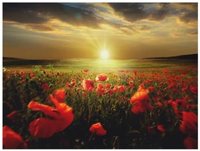 Artgeist Fototapeta - Morning on the poppy meadow Veľkosť: 200x154, Verzia: Standard
