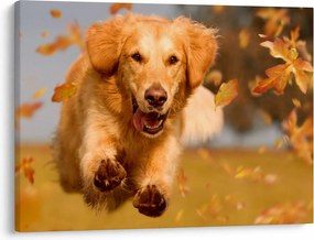 Obraz - Zlatý retriever (70x50 cm)