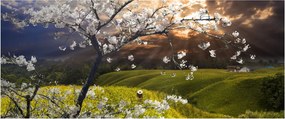 Obraz - Rozkvitnutý strom v krajine (120x50 cm)