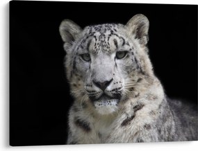 Obraz - Leopard snežný (70x50 cm)
