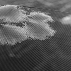 Obraz - Cottongrass (150x105 cm)