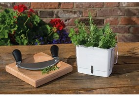 Cole&Mason - Nádoba na uchovanie rezaných byliniek