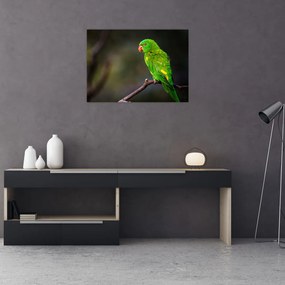 Obraz papagája na vetve (70x50 cm)