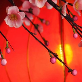 Ozdobný paraván Japonsko Cherry Blossom - 145x170 cm, štvordielny, obojstranný paraván 360°