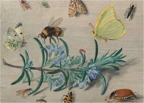 Sklenený obraz - Jan van Kessel the Elder, Insects and a Sprig of Rosemary, reprodukcia (70x50 cm)