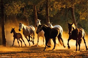 Plagát, Obraz - Horses Andaluces, (91.5 x 61 cm)