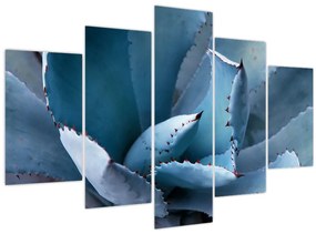 Obraz - Agáve (150x105 cm)