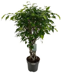 Ficus benjamina stem braided special 24x100 cm