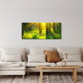 Obraz - Jarné prebúdzanie lesa (120x50 cm)