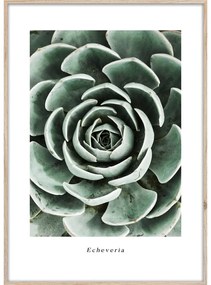 Plagát v ráme 50x70 cm Echeveria - Styler