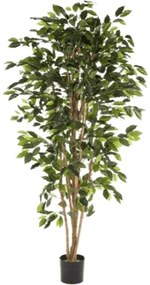 Ficus nitida exotica branched 150 cm