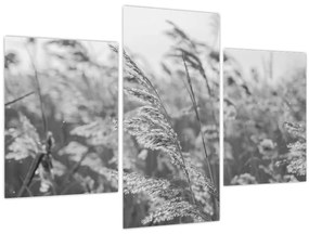 Obraz - Tráva vo vetre (90x60 cm)