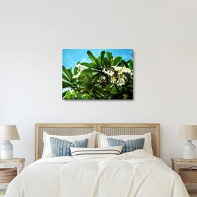 Obraz - Plumeria (70x50 cm)