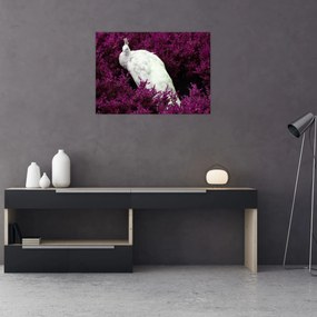 Obraz - Biely páv (70x50 cm)