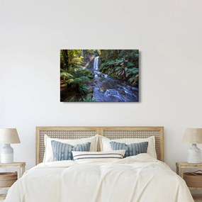 Obraz australského dažďového lesa (90x60 cm)