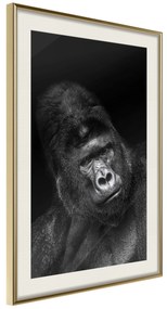 Artgeist Plagát - Gorilla [Poster] Veľkosť: 30x45, Verzia: Zlatý rám s passe-partout