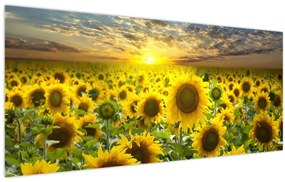Obraz - Slnečnica pri západe slnka (120x50 cm)