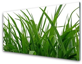 Obraz plexi Tráva rastlina príroda 140x70 cm
