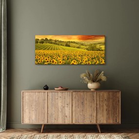 Obraz - Slnečnicové pole (120x50 cm)