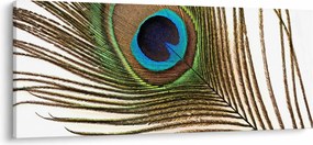 Obraz pávieho peria (120x50 cm)