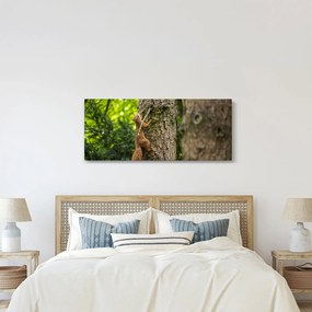 Obraz - Veverička (120x50 cm)