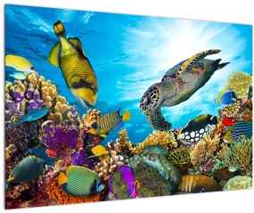 Obraz koralového útesu (90x60 cm)