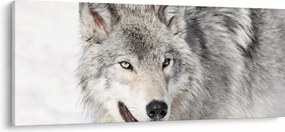 Obraz - Vlk v prírode (120x50 cm)