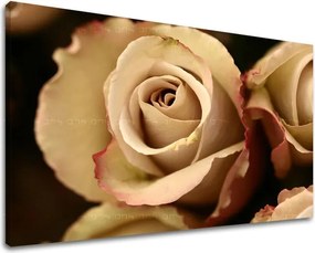 Obraz na stenu KVETY RUŽE