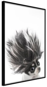 Artgeist Plagát - Chihuahua [Poster] Veľkosť: 30x45, Verzia: Čierny rám