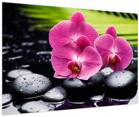 Obraz - Ružové orchidey s palmovým listom (90x60 cm)