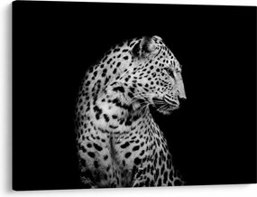 Obraz - Leopard (70x50 cm)