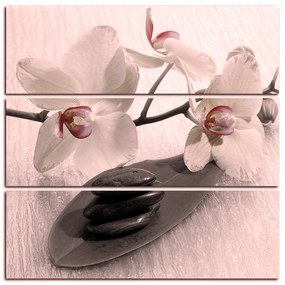 Obraz na plátne - Kvety orchidei - štvorec 362FC (105x105 cm)