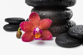 Tapeta červená orchidea so zen kameňmi