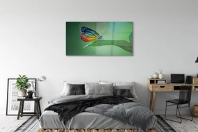 Obraz na akrylátovom skle Farebný motýľ krídlo 125x50 cm