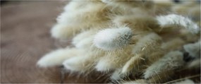 Obraz - Zajačí chvostík (120x50 cm)