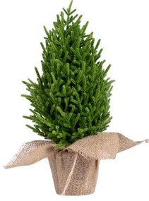 Vianočný stromček HECTOR zelený 714405