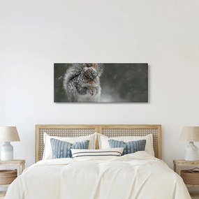 Obraz - Veverička v zime (120x50 cm)