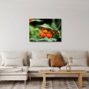 Sklenený obraz motýľa na kvetine (70x50 cm)