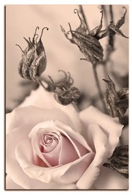 Obraz na plátne - Ruža a uschnuté rastliny - obdĺžnik 7225FA (100x70 cm)