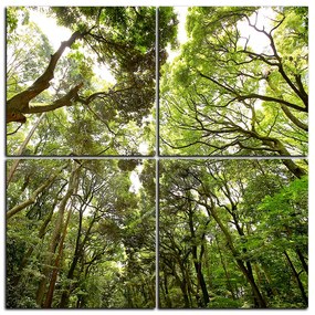 Obraz na plátne - Zelené stromy v lese - štvorec 3194E (60x60 cm)