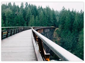 Obraz - Most k vrcholkom stromov (70x50 cm)