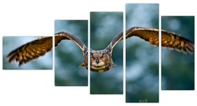 Obraz letiaci sovy