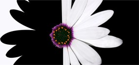 Obraz čiernobieleho kvetu (120x50 cm)