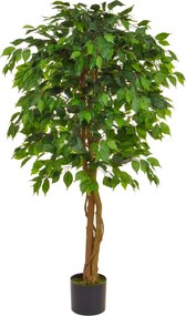 Fikus zelený 90 cm