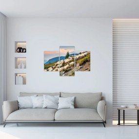 Obraz - Stádo oviec (90x60 cm)