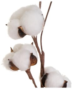 Sušená rastlina (výška 55 cm) Cotton – Casa Selección