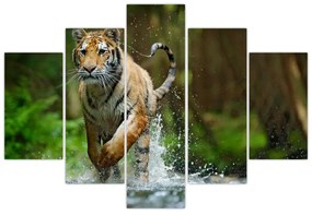 Obraz bežiaceho tigra (150x105 cm)