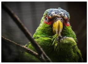 Obraz papagája (70x50 cm)