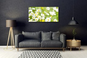 Obraz plexi Sedmokráska kvet rastlina 100x50 cm